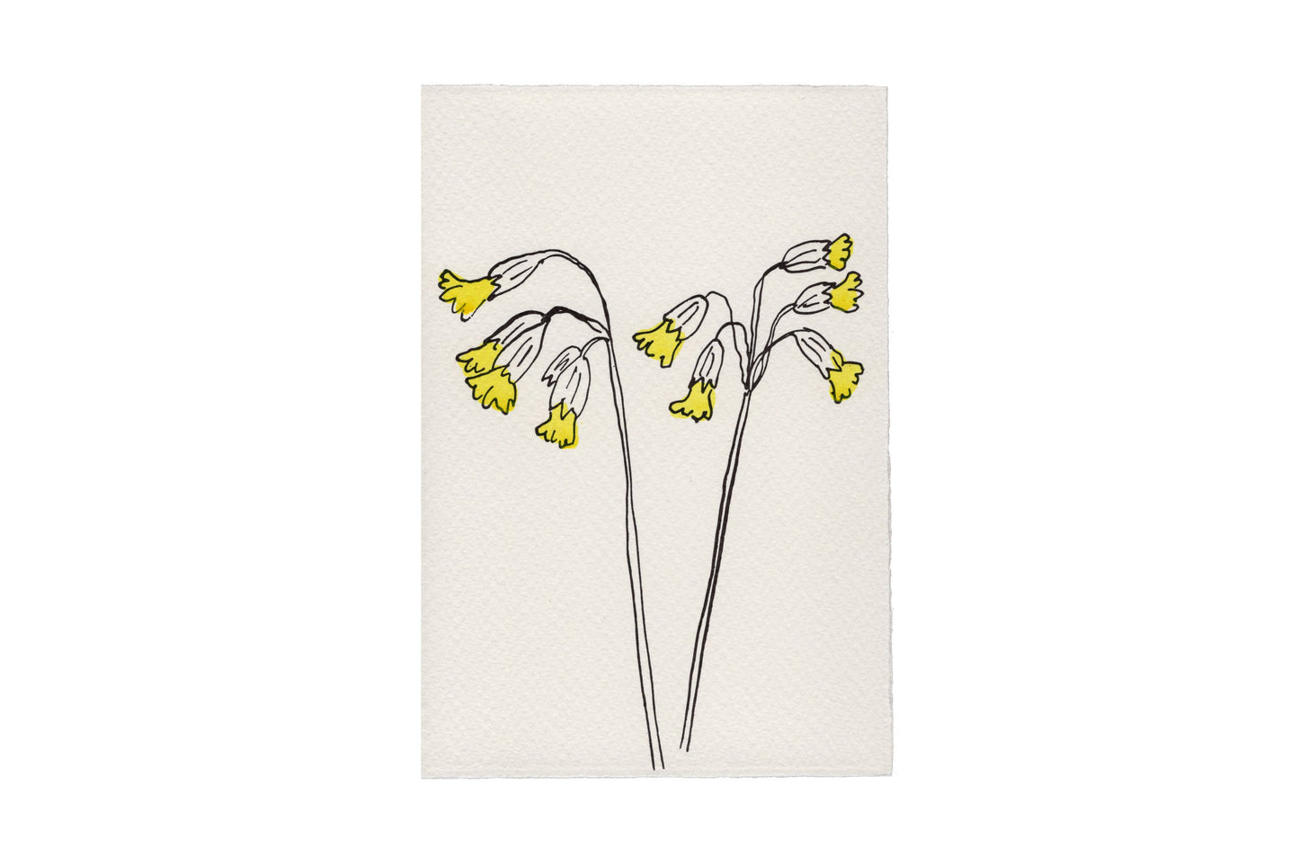 Scribble & Daub In the Meadow Cowslips