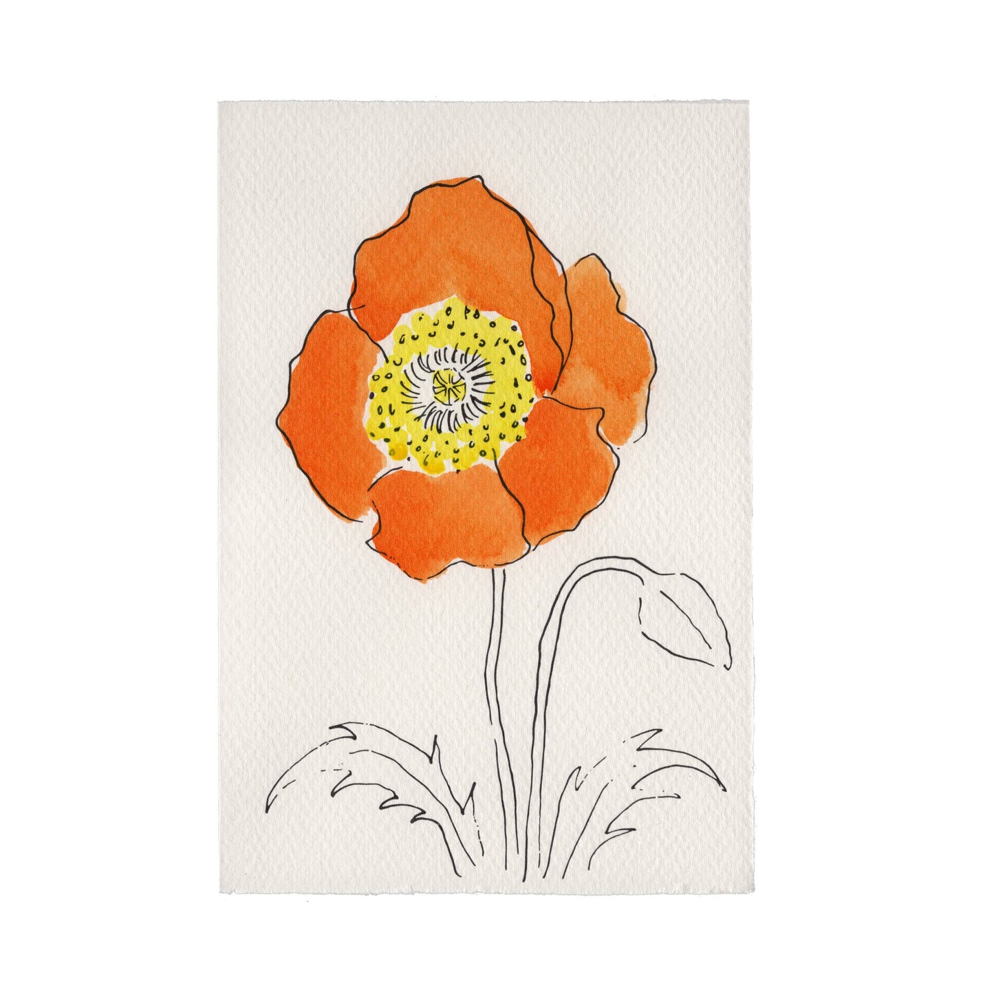 Scribble & Daub Charleston Collection Oriental Poppy