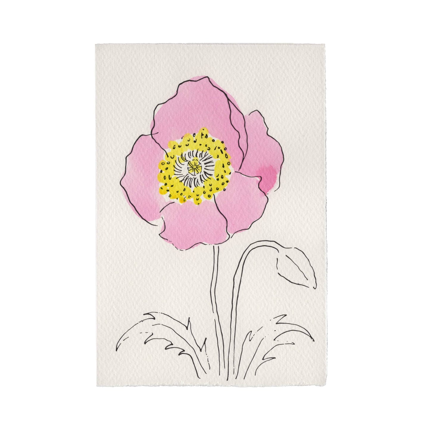 Scribble & Daub Charleston Collection Oriental Poppy