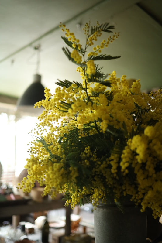 Mimosa - Flowering