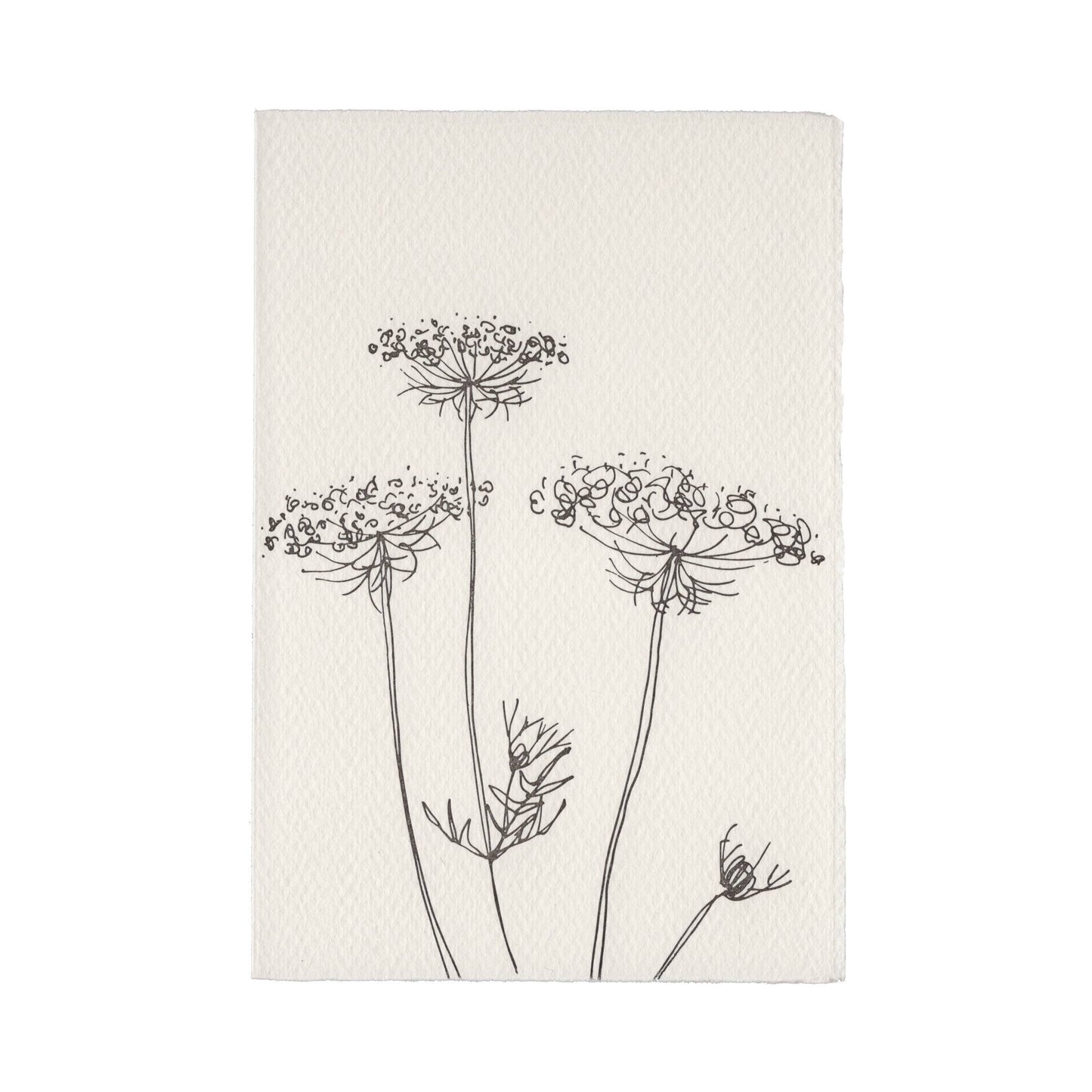 Scribble & Daub Queen Anne's Lace