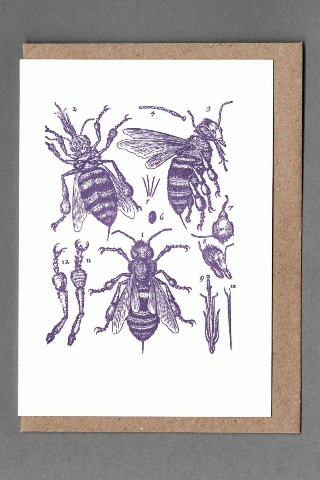 Bee Anatomy Letterpress Greeting Card