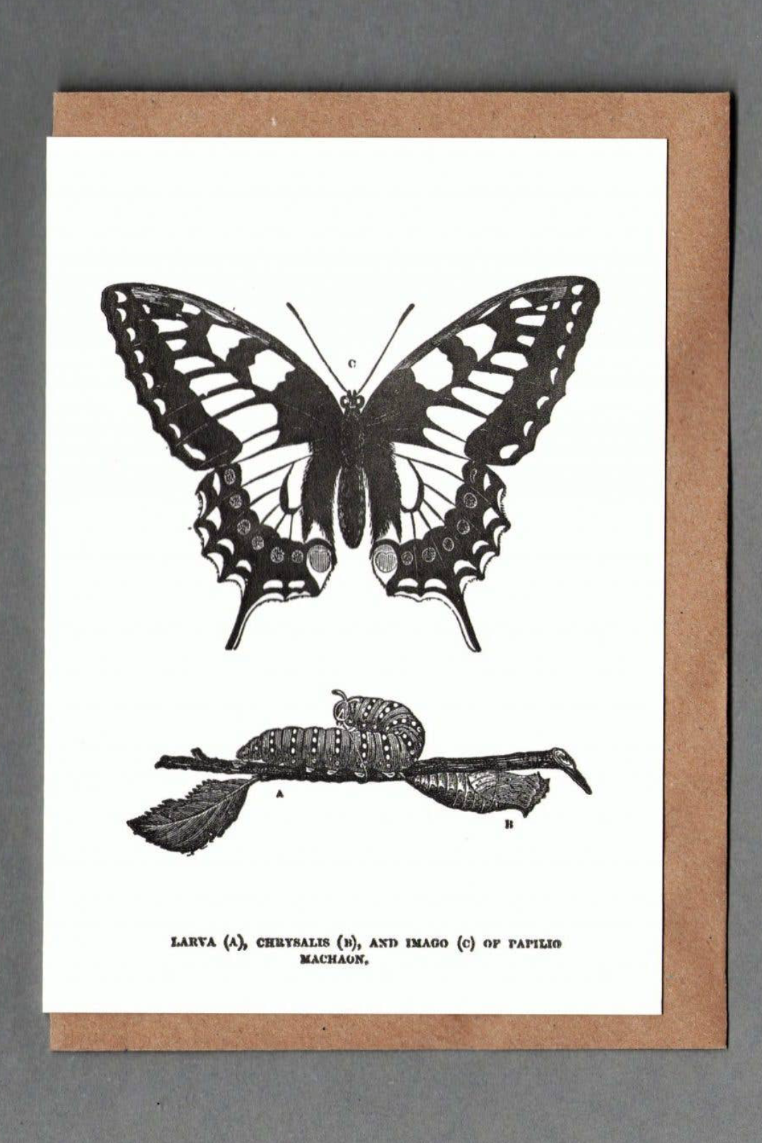 Butterfly Letterpress Greeting Card