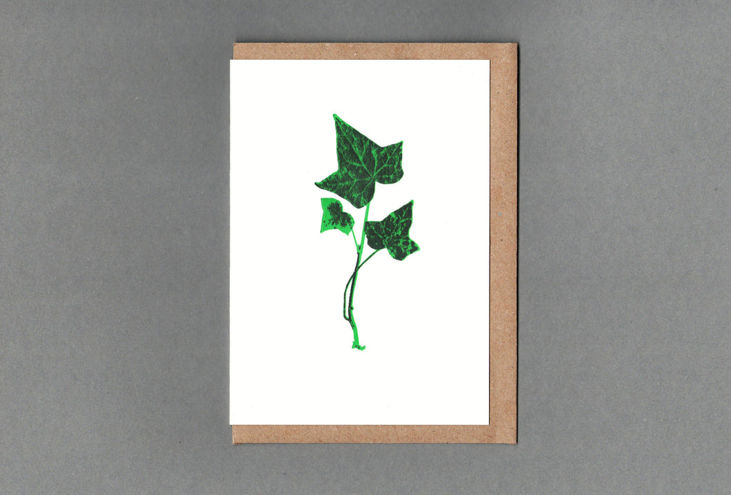 Ivy. Letterpress Greeting Card. Eco Friendly: With Cello